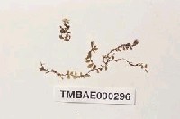 藏品(大葉提燈苔)的圖片